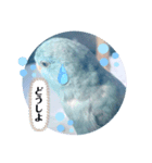 マメルリハのリル12（個別スタンプ：6）
