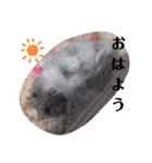 しろくまちゃんちのハムスター7（個別スタンプ：7）