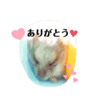 しろくまちゃんちのハムスター7（個別スタンプ：8）