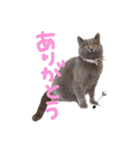 ぽことレオとクレア（個別スタンプ：1）