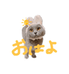 ぽことレオとクレア（個別スタンプ：2）