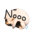 ぽことレオとクレア（個別スタンプ：6）