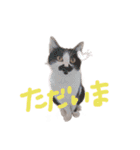 ぽことレオとクレア（個別スタンプ：8）