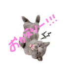 ぽことレオとクレア（個別スタンプ：9）