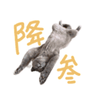ぽことレオとクレア（個別スタンプ：14）