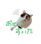ぽことレオとクレア（個別スタンプ：16）
