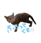 ぽことレオとクレア（個別スタンプ：17）