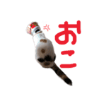 ぽことレオとクレア（個別スタンプ：18）