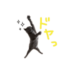 ぽことレオとクレア（個別スタンプ：22）