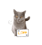 ぽことレオとクレア（個別スタンプ：24）