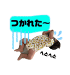 可愛いRaiくんスタンプ（個別スタンプ：10）