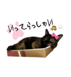 サビ猫きなこ♡写真スタンプ（個別スタンプ：2）