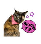 サビ猫きなこ♡写真スタンプ（個別スタンプ：4）