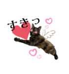 サビ猫きなこ♡写真スタンプ（個別スタンプ：9）