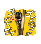 サビ猫きなこ♡写真スタンプ（個別スタンプ：17）
