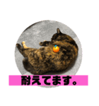 サビ猫きなこ♡写真スタンプ（個別スタンプ：24）