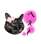サビ猫きなこ♡写真スタンプ（個別スタンプ：34）