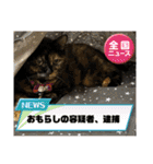 サビ猫きなこ♡写真スタンプ（個別スタンプ：39）
