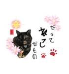サビ猫きなこ♡写真スタンプ（個別スタンプ：40）