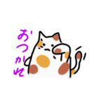 日常的ぷくぷく三毛ねこ（個別スタンプ：1）