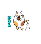 日常的ぷくぷく三毛ねこ（個別スタンプ：11）