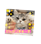 毛玉怪獣つなちゃんスタンプ3（個別スタンプ：8）