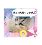 毛玉怪獣つなちゃんスタンプ3（個別スタンプ：15）