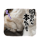 毛玉怪獣つなちゃんスタンプ3（個別スタンプ：27）