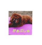 トイプードルのおじょう ごきげんな毎日（個別スタンプ：5）
