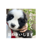 ボーダーコリーのあちま（個別スタンプ：1）