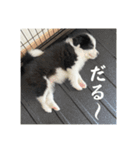 ボーダーコリーのあちま（個別スタンプ：2）