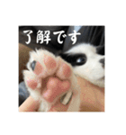 ボーダーコリーのあちま（個別スタンプ：3）