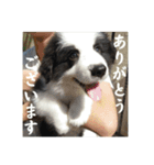 ボーダーコリーのあちま（個別スタンプ：4）