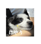 ボーダーコリーのあちま（個別スタンプ：5）