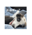 ボーダーコリーのあちま（個別スタンプ：8）