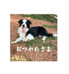 ボーダーコリーのあちま（個別スタンプ：9）