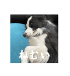 ボーダーコリーのあちま（個別スタンプ：12）