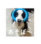 ボーダーコリーのあちま（個別スタンプ：13）