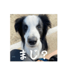 ボーダーコリーのあちま（個別スタンプ：14）