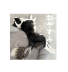 ボーダーコリーのあちま（個別スタンプ：15）