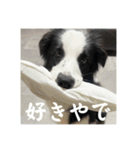 ボーダーコリーのあちま（個別スタンプ：16）