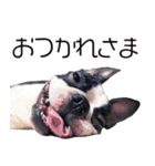 ボストンテリア・IGGYスタンプ【修正版】（個別スタンプ：3）