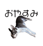 ボストンテリア・IGGYスタンプ【修正版】（個別スタンプ：8）
