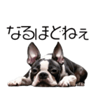 ボストンテリア・IGGYスタンプ【修正版】（個別スタンプ：13）