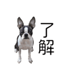 ボストンテリア・IGGYスタンプ【修正版】（個別スタンプ：31）
