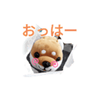 柴犬のぬいぐるみ太郎（個別スタンプ：1）