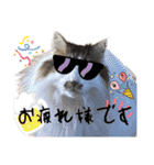 ネコのパオ（個別スタンプ：6）