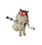 ネコのパオ（個別スタンプ：12）