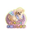 タレ目のテディさん♡3（個別スタンプ：1）