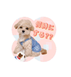 タレ目のテディさん♡3（個別スタンプ：13）